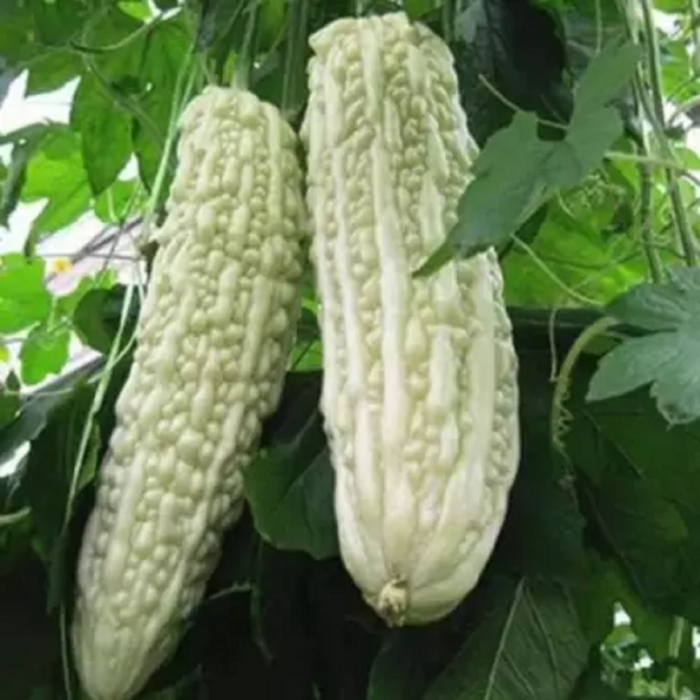 White Bitter Gourd (Karela ke beej) Vegetable Seeds Pack Of 15 | Organic | for Planting in Home Kitchen Terrace Balcony Gardening