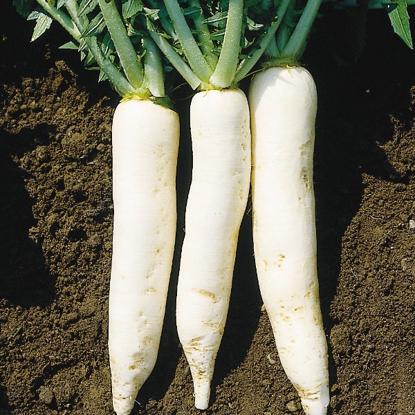 White Radish long (Beej) Vegetable Seeds Pack Of 500 | Organic | for Planting in Home Kitchen Terrace Balcony Gardening