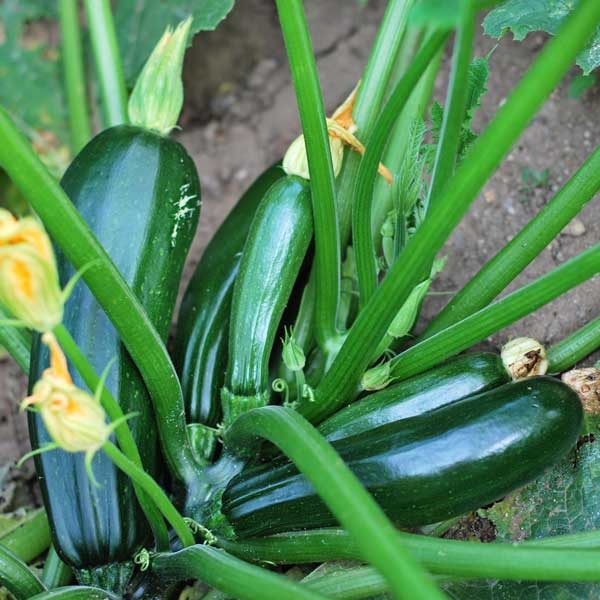 Exotix Green Long Zucchini Squash Cucurbita Vegetable Seeds Pack Of 10 | Organic | for Planting in Home Kitchen Terrace Balcony Gardening