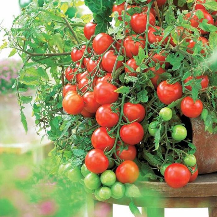 Red Cherry Tomato (Cheree Tamatar ke beej) Vegetable Seeds Pack Of 50 | Organic | for Planting in Home Kitchen Terrace Balcony Gardening