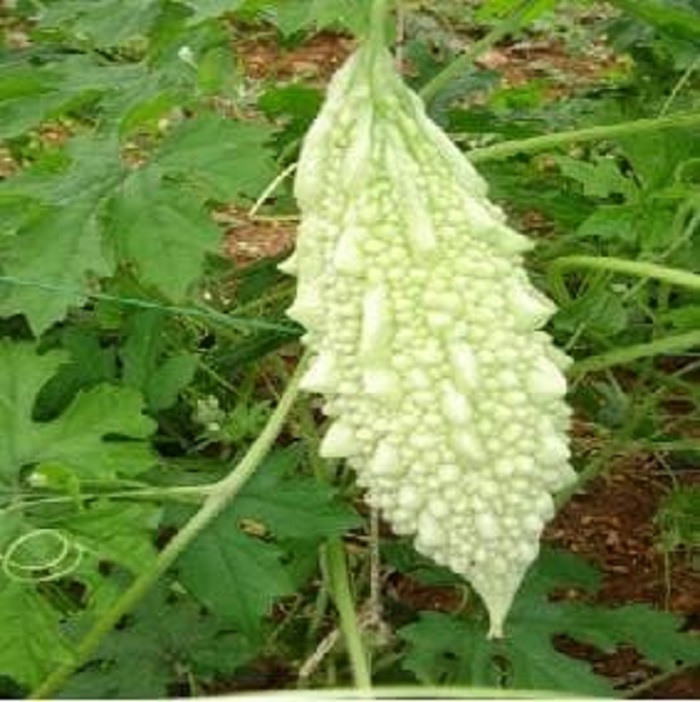 White Bitter Gourd (Karela ke beej) Vegetable Seeds Pack Of 15 | Organic | for Planting in Home Kitchen Terrace Balcony Gardening - Image 4