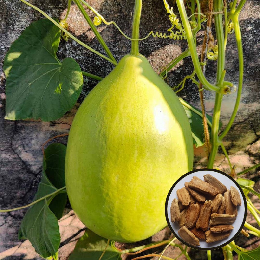 Green Bottle Gourd Round (Lauki, Dudhi, Ghiya ke beej) Vegetable Seeds Pack Of 20 | Organic | for Planting in Home Kitchen Terrace Balcony Gardening - Image 5