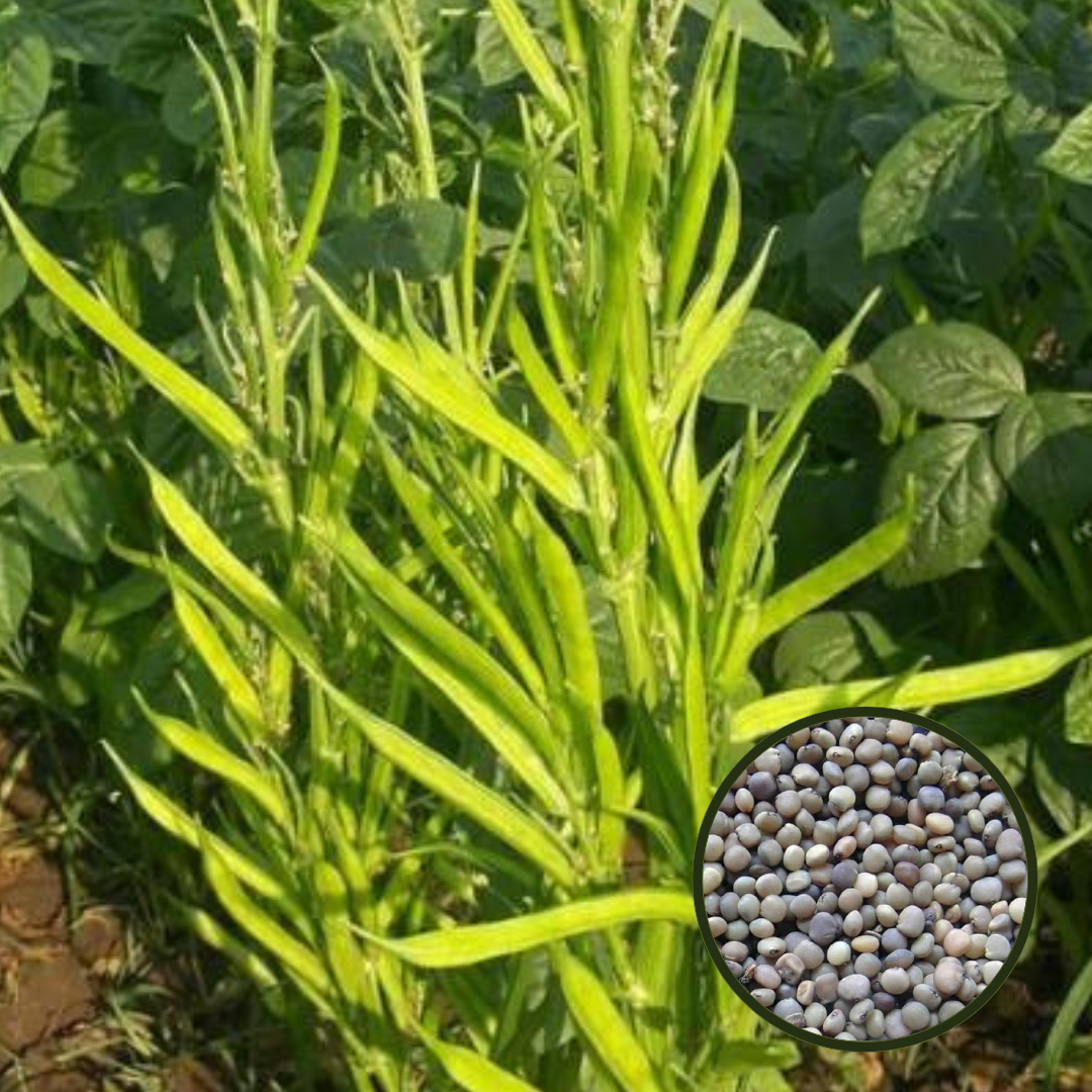 Green Cluster Beans/Dolichos Labalab (Gwar, Gawar, Guar Fali ke beej) Vegetable Seeds Pack Of 50 | Organic | for Planting in Home Kitchen Terrace Balcony Gardening - Image 3