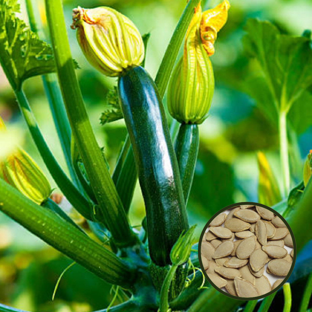 Exotix Green Long Zucchini Squash Cucurbita Vegetable Seeds Pack Of 10 | Organic | for Planting in Home Kitchen Terrace Balcony Gardening - Image 2