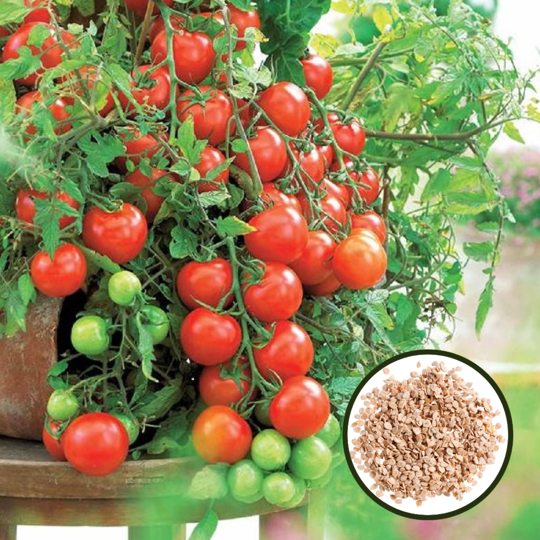 Red Cherry Tomato (Cheree Tamatar ke beej) Vegetable Seeds Pack Of 50 | Organic | for Planting in Home Kitchen Terrace Balcony Gardening - Image 6