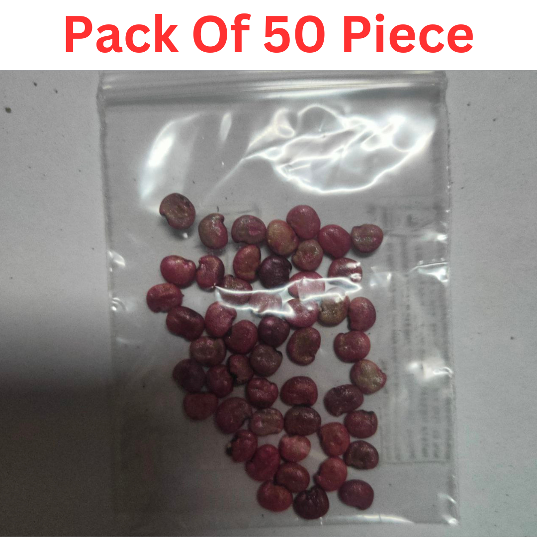 Green Cluster Beans/Dolichos Labalab (Gwar, Gawar, Guar Fali ke beej) Vegetable Seeds Pack Of 50 | Organic | for Planting in Home Kitchen Terrace Balcony Gardening - Image 5