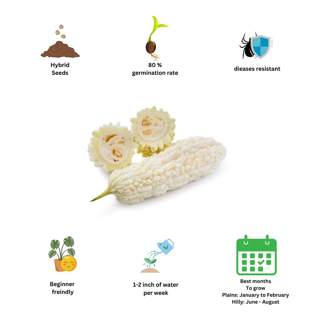 White Bitter Gourd (Karela ke beej) Vegetable Seeds Pack Of 15 | Organic | for Planting in Home Kitchen Terrace Balcony Gardening - Image 6