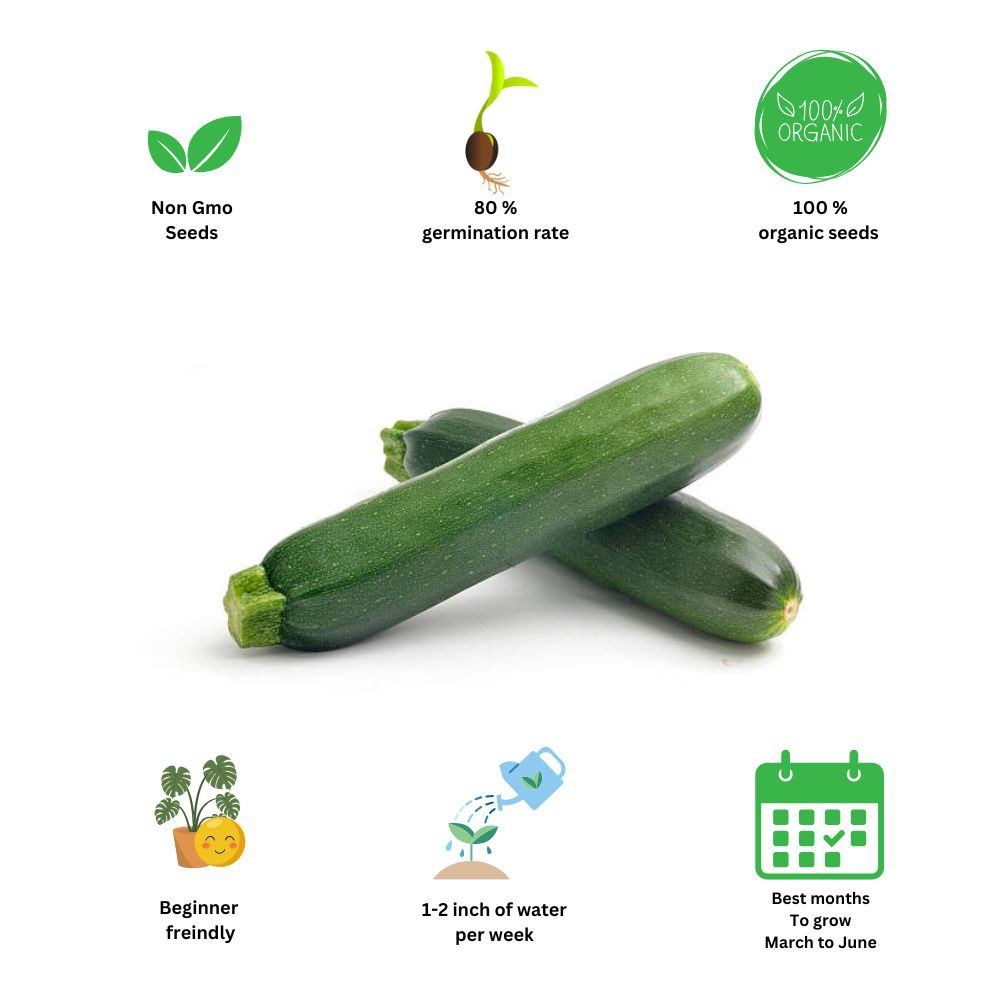 Exotix Green Long Zucchini Squash Cucurbita Vegetable Seeds Pack Of 10 | Organic | for Planting in Home Kitchen Terrace Balcony Gardening - Image 3