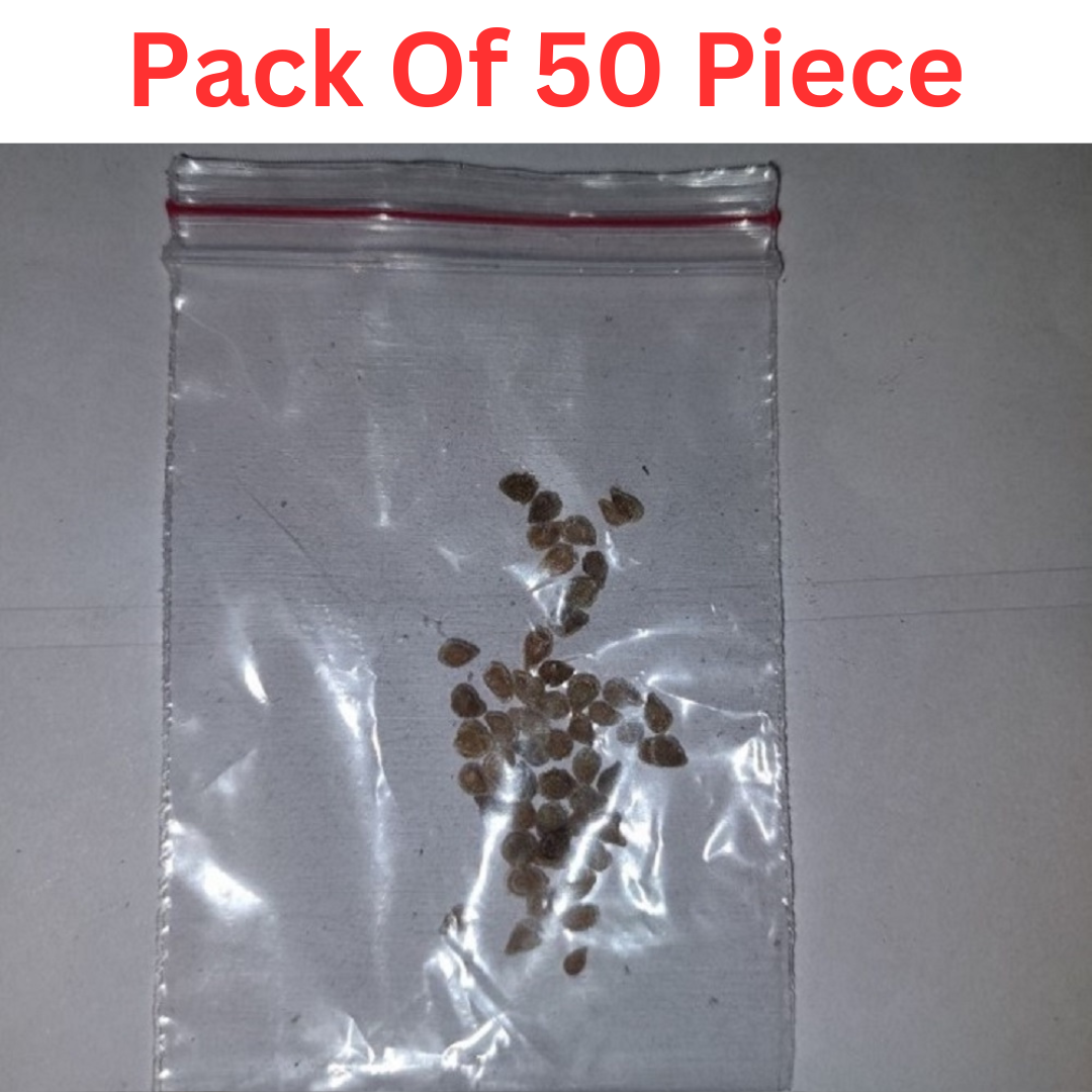 Red Cherry Tomato (Cheree Tamatar ke beej) Vegetable Seeds Pack Of 50 | Organic | for Planting in Home Kitchen Terrace Balcony Gardening - Image 5