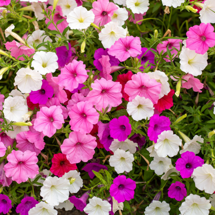 Pentunia Multicolor Color Flower Seeds Pack Of 30 | Indoor And Outdoor | for Planting in Home Kitchen Terrace Balcony Gardening