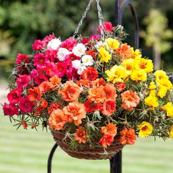 Portulaca Multicolor Flower Seeds Pack Of 30 | Indoor And Outdoor | for Planting in Home Kitchen Terrace Balcony Gardening