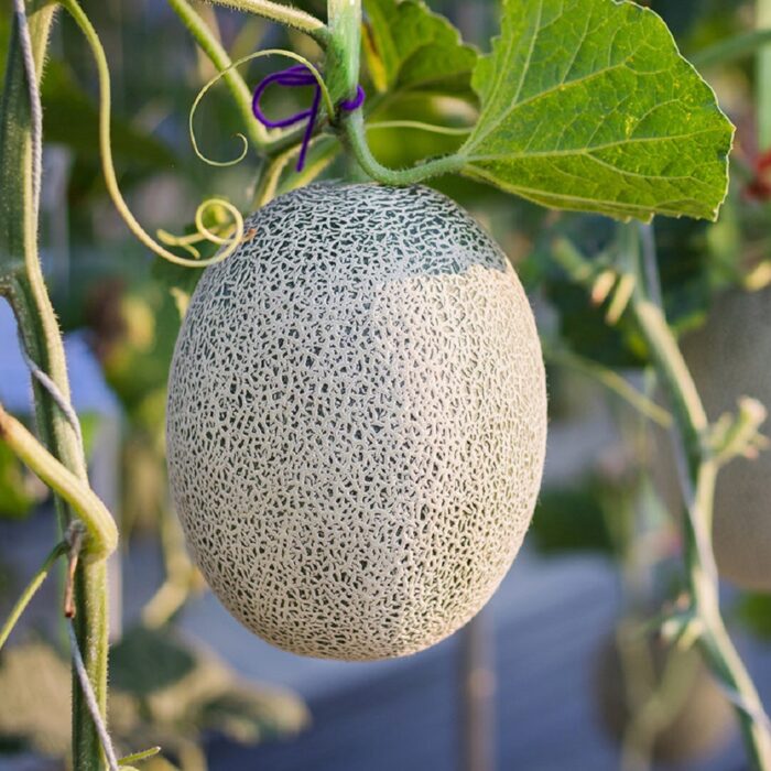 Muskemelon (Kharbooj Ke Beej) Fruit Seeds Pack Of 30 | Organic | for Planting in Home Kitchen Terrace Balcony Gardening