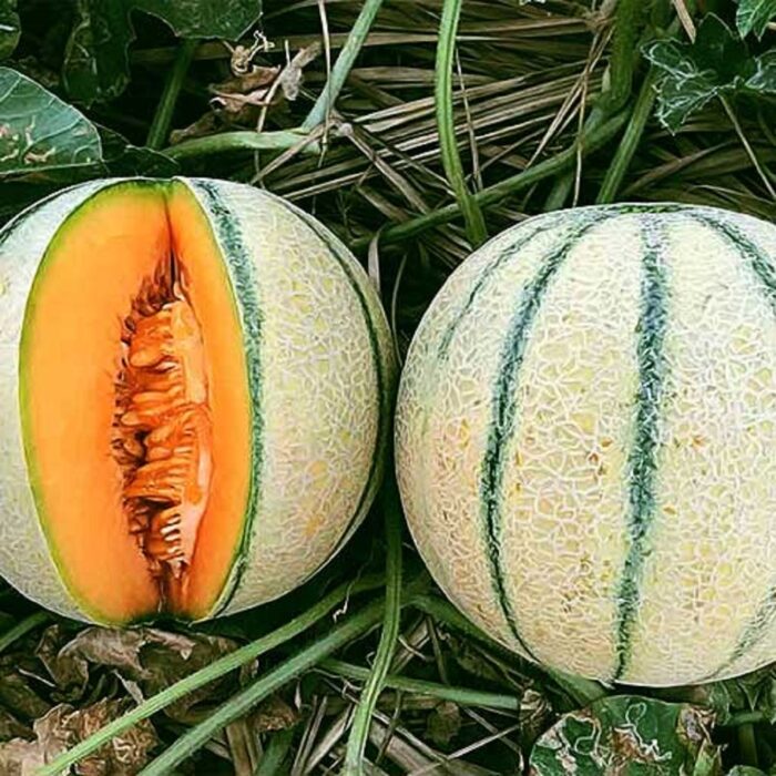 Muskemelon Striped (Kharbooj Ke Beej) Fruit Seeds Pack Of 30 | Organic | for Planting in Home Kitchen Terrace Balcony Gardening