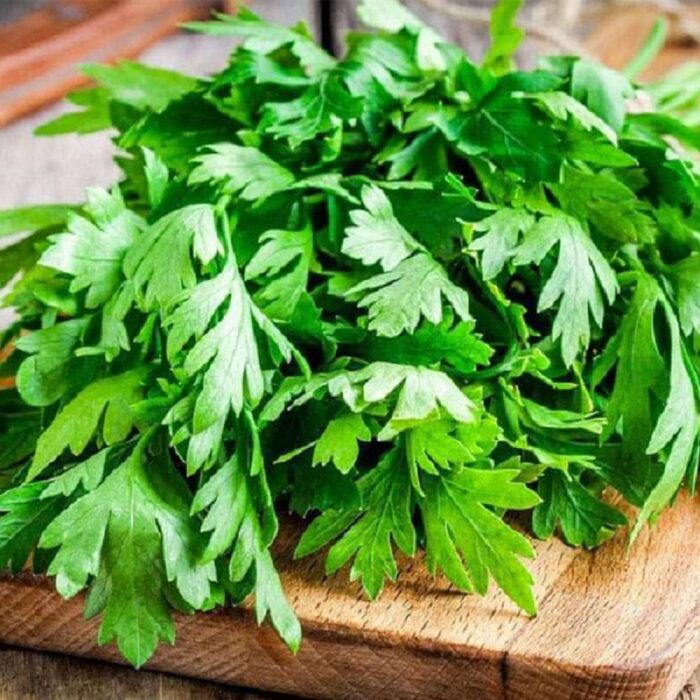Green Coriander/Cilantro (Dhaniya, Dhana ke beej) Vegetable Seeds Pack Of 100 | Organic | for Planting in Home Kitchen Terrace Balcony Gardening