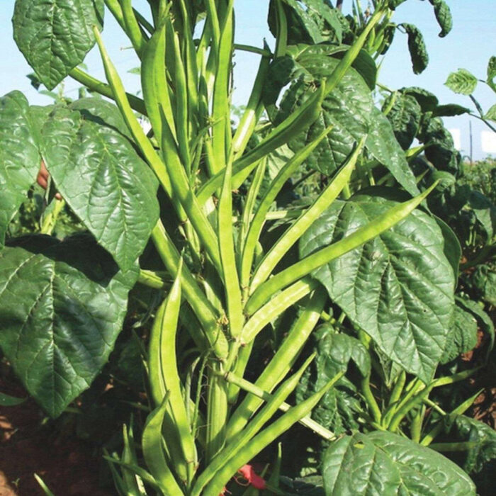 Green Cluster Beans/Dolichos Labalab (Gwar, Gawar, Guar Fali ke beej) Vegetable Seeds Pack Of 50 | Organic | for Planting in Home Kitchen Terrace Balcony Gardening