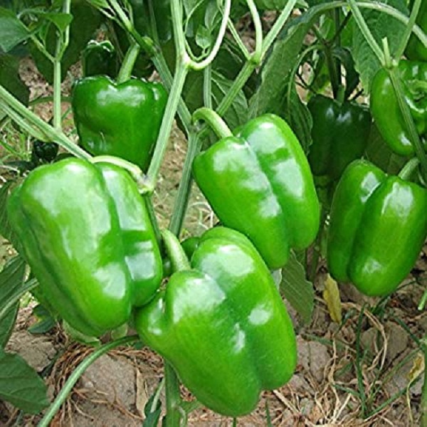 Green Capsicum/Bell Pepper (Hare Shimla Mirchi ke beej) Vegetable Seeds Pack Of 50 | Organic | for Planting in Home Kitchen Terrace Balcony Gardening