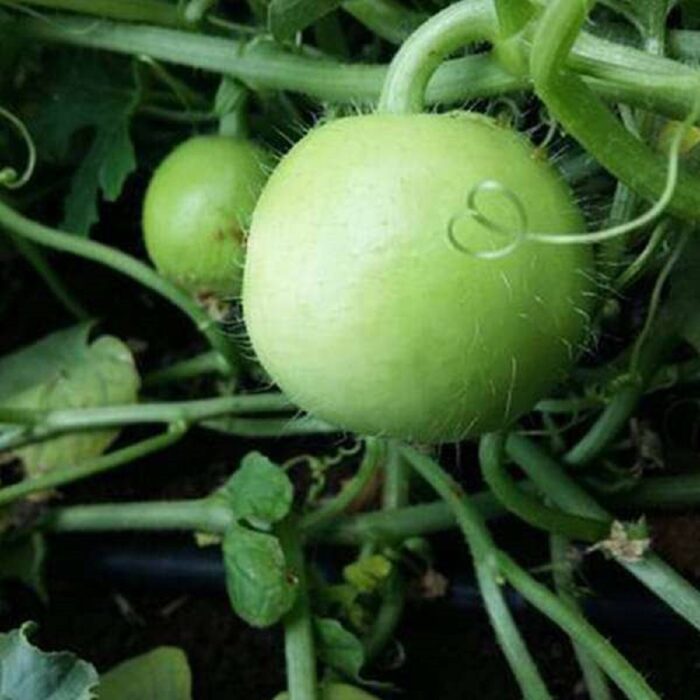 Green Apple Gourd/Indian Round Gourd (Tinda Ke Beej) Vegetable Seeds Pack Of 50 | Organic | for Planting in Home Kitchen Terrace Balcony Gardening