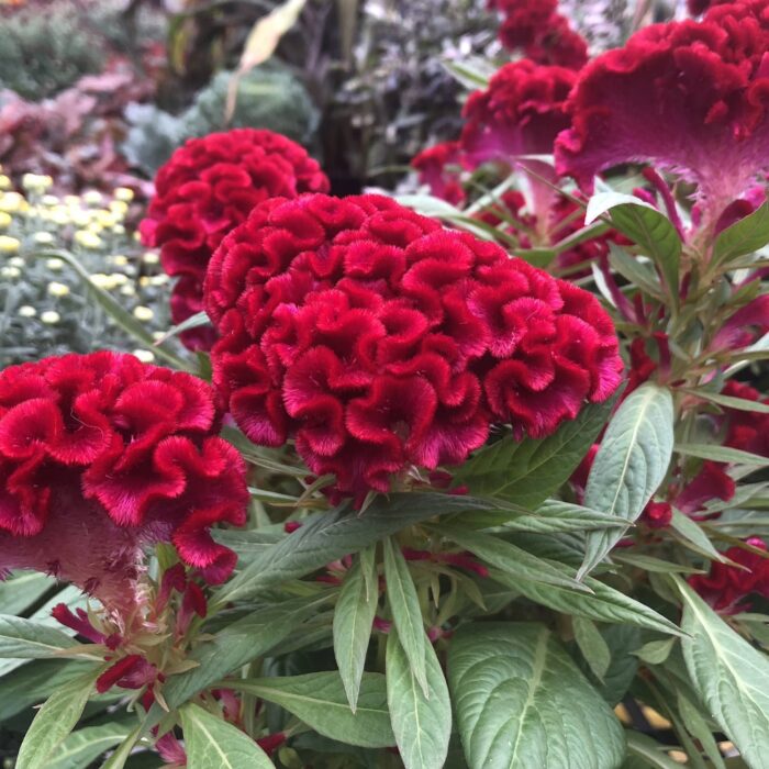 Celosia Cockscomb Red Color Flower Seeds Pack Of 30 | Indoor And Outdoor | for Planting in Home Kitchen Terrace Balcony Gardening