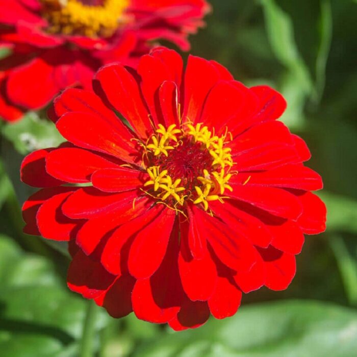 Zinnia Red Color Flower Seeds Pack Of 30 | Indoor And Outdoor | for Planting in Home Kitchen Terrace Balcony Gardening