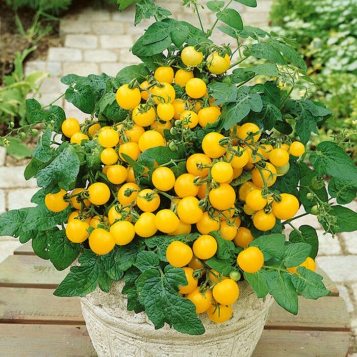Yellow Cherry Tomato (Cheree Tamatar ke beej) Vegetable Seeds Pack Of 50 | Organic | for Planting in Home Kitchen Terrace Balcony Gardening