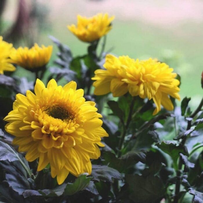 Sevanti Chrysanthemum Yellow Color Flower Seeds Pack Of 30 | Indoor And Outdoor | for Planting in Home Kitchen Terrace Balcony Gardening