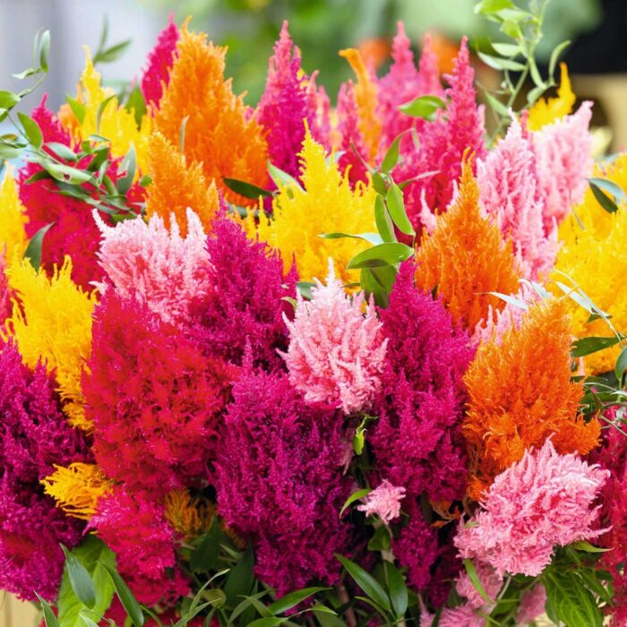Celosia Multicolor Flower Seeds Pack Of 30 | Indoor And Outdoor | for Planting in Home Kitchen Terrace Balcony Gardening