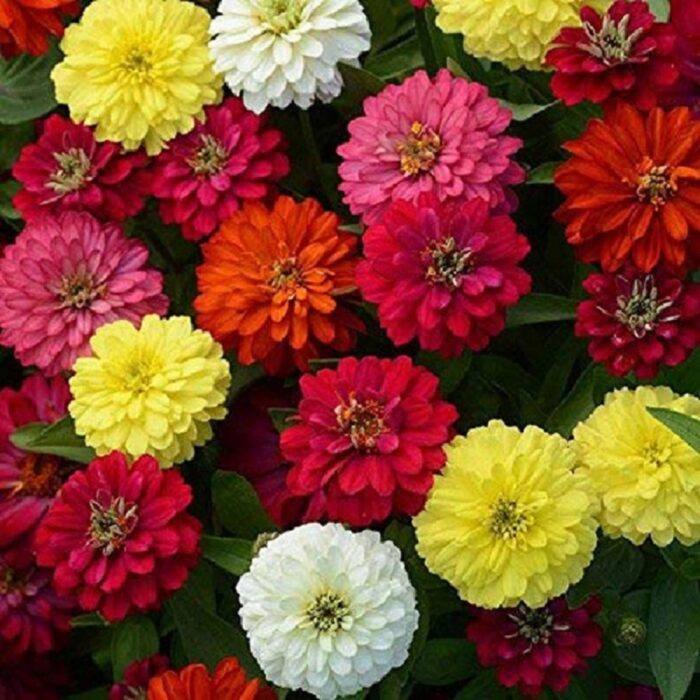 Zinnia Mix Flower Seeds Colorful Summer Flowering Plant Seeds for Home Gardening Balcony Terrace Lawn Indoor Outdoor Decoration