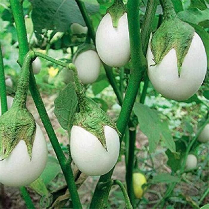 White Round Brinjal (Baigan ke beej) Vegetable Seeds Pack Of 50 | Organic | for Planting in Home Kitchen Terrace Balcony Gardening