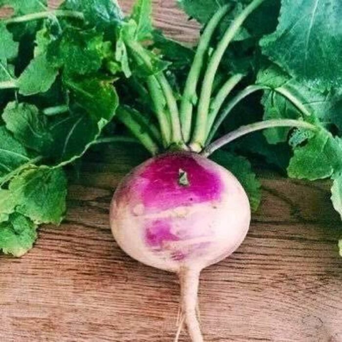 Turnip Purple Top (Shalgam Ke Beej) Vegetable Seeds Pack Of 50 | Organic | for Planting in Home Kitchen Terrace Balcony Gardening