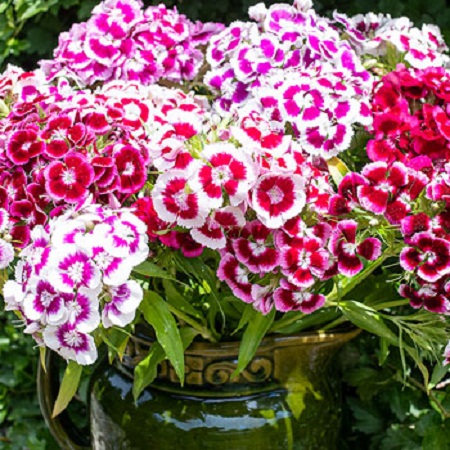 Sweet William Multicolor Color Flower Seeds Pack Of 30 | Indoor And Outdoor | for Planting in Home Kitchen Terrace Balcony Gardening