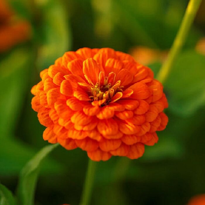 Zinnia Orange Color Flower Seeds Pack Of 30 | Indoor And Outdoor | for Planting in Home Kitchen Terrace Balcony Gardening