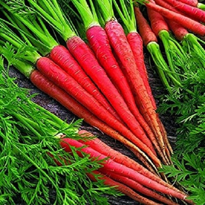 Red Carrot (Lal Gajar ke beej) Vegetable Seeds Pack Of 50 | Organic | for Planting in Home Kitchen Terrace Balcony Gardening