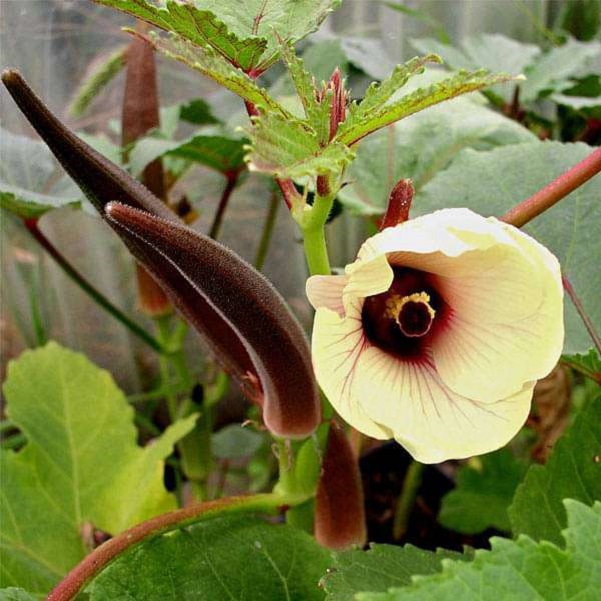 Red Okra Ladyfinger (Bhindi ke beej) Vegetable Seeds Pack Of 30 | Organic | for Planting in Home Kitchen Terrace Balcony Gardening