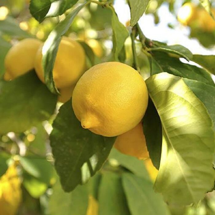 Lemon, Lime Yellow (Nimbu Ke Beej) Fruit Seeds Pack Of 20 | Organic | for Planting in Home Kitchen Terrace Balcony Gardening