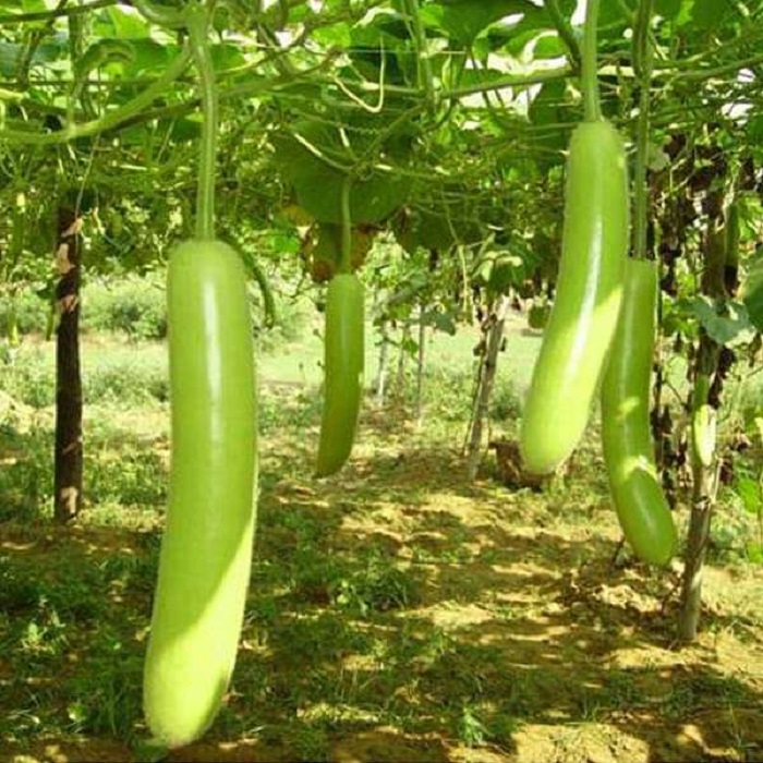 Green Bottle Gourd (Lauki, Dudhi, Ghiya ke beej) Vegetable Seeds Pack Of 20 | Organic | for Planting in Home Kitchen Terrace Balcony Gardening