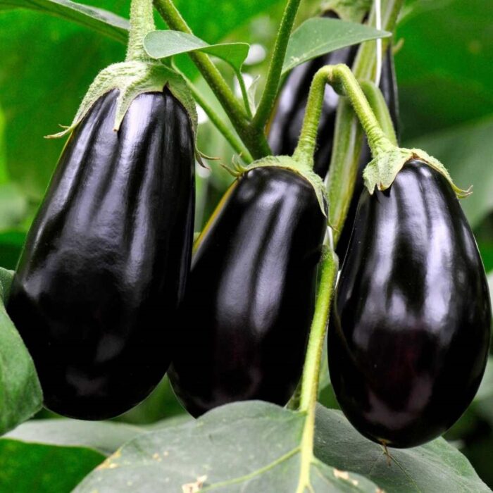 Black Brinjal Baigan Eggplant Aubergine Vegetable Seeds Pack of 50 Organic Seeds for Home Kitchen Terrace Balcony Gardening