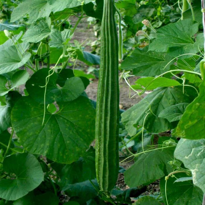 A close-up view of flat, dark, and slightly textured Ridge Gourd (Turiya) seeds resting on a neutral background, ready to be sown.