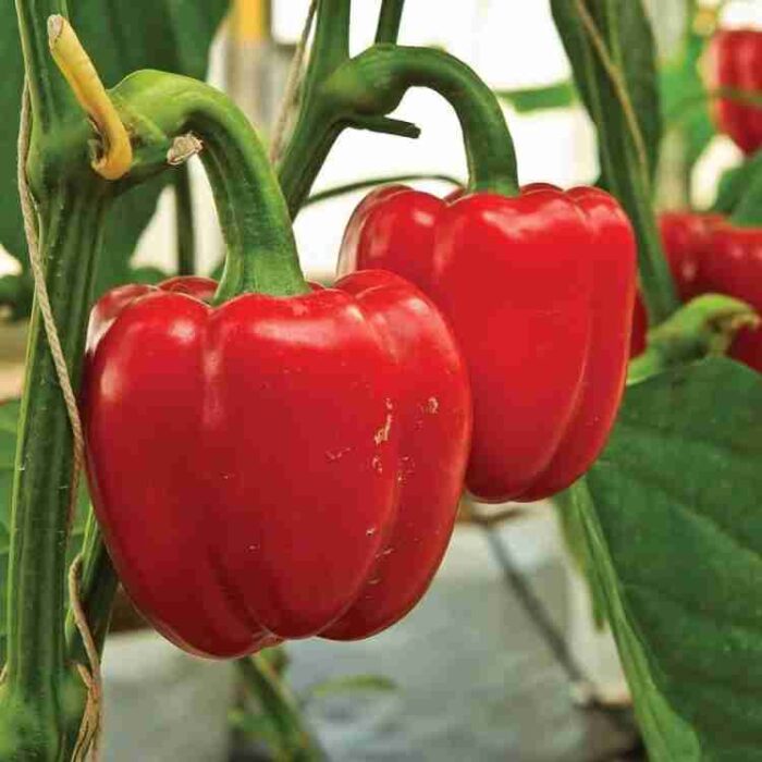 Red Capsicum/Bell Pepper (Lal Shimla Mirchi ke beej) Vegetable Seeds Pack Of 50 | Organic | for Planting in Home Kitchen Terrace Balcony Gardening