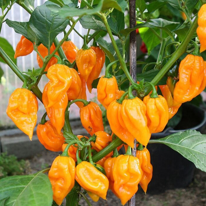 Yellow Bhut Jolokia Ghost Pepper Naga Chilli (Mirchi Ke Beej) Vegetable Seeds Pack Of 30 | Organic | for Planting in Home Kitchen Terrace Balcony Gardening