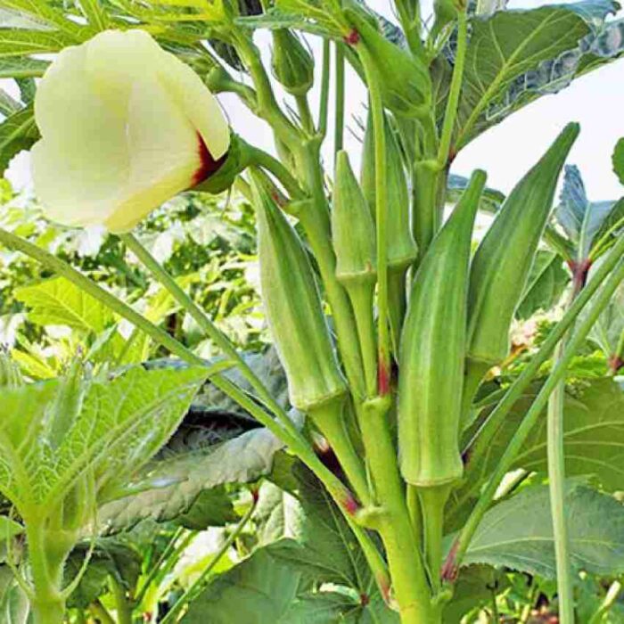 Green Okra Ladyfinger (Bhindi ke beej) Vegetable Seeds Pack Of 25 | Organic | for Planting in Home Kitchen Terrace Balcony Gardening
