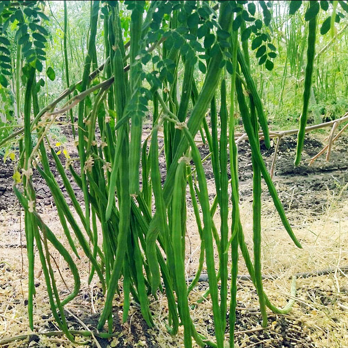 Green Drumstick/Moringa Oleifera (Sahajan Falli ke beej) Vegetable Seeds Pack Of 15 | Organic | for Planting in Home Kitchen Terrace Balcony Gardening