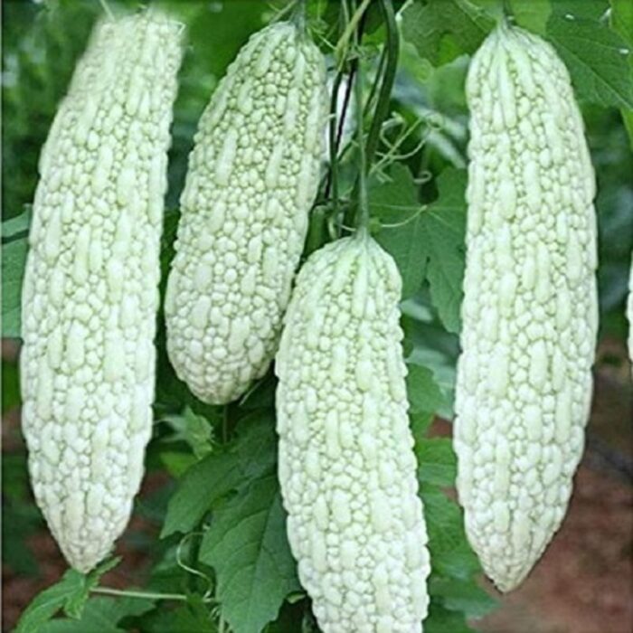 White Bittergourd Vegetable Seeds For Rainy Season Seeds Pack Of 15