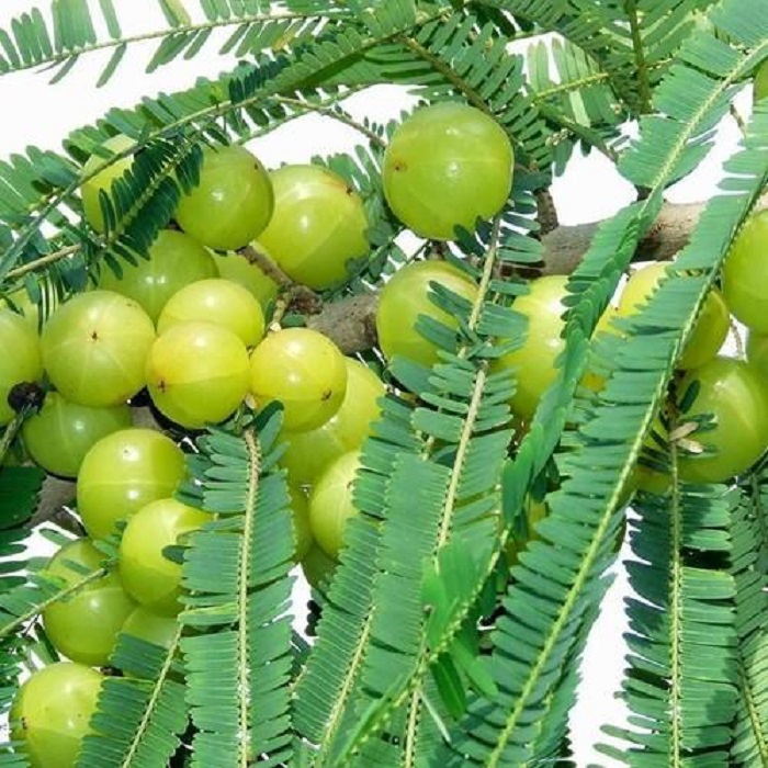 Indian Gooseberry Phyllanthus Emblica (Amla Ke Beej) Fruit Seeds Pack Of 30 | Organic | for Planting in Home Kitchen Terrace Balcony Gardening