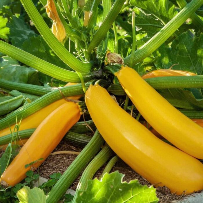 Exotic Yellow Long Zucchini Squash Cucurbita Vegetable Seeds Pack Of 10 | Organic | for Planting in Home Kitchen Terrace Balcony Gardening