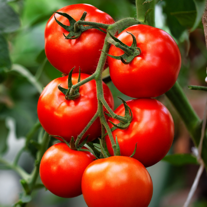 Red Tomato (Tamatar ke beej) Vegetable Seeds Pack Of 50 | Organic | for Planting in Home Kitchen Terrace Balcony Gardening