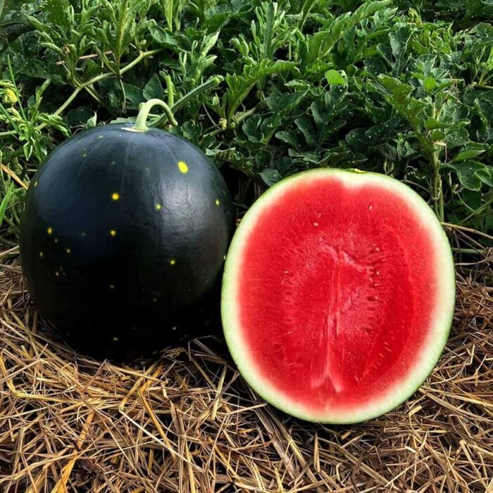 Black Watermelon (Kale Tarbooj Ke Beej) Fruit Seeds Pack Of 10 | Organic | for Planting in Home Kitchen Terrace Balcony Gardening