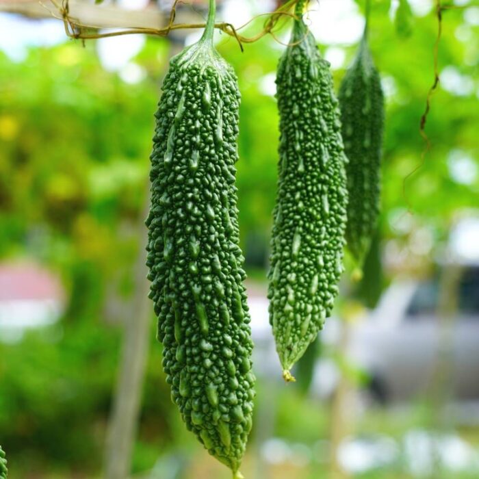 Bittergourd, Karela Seeds | Desi Vegetable Seeds For Gardening | Indoor/Outdoor Gardening Seeds | Monsoon Vegetable Seeds | For Home And Terrace Gardening | Pack Of 15