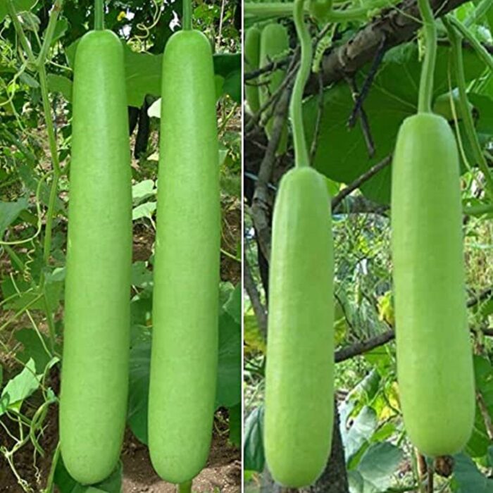 Green Bottle Gourd (Lauki, Dudhi, Ghiya ke beej) Vegetable Seeds Pack Of 15 | Organic | for Planting in Home Kitchen Terrace Balcony Gardening