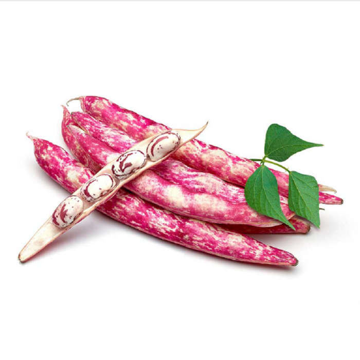 A close-up view of plump Cranberry Bean seeds, displaying their signature creamy white base covered in beautiful maroon and red speckles, ready for planting.