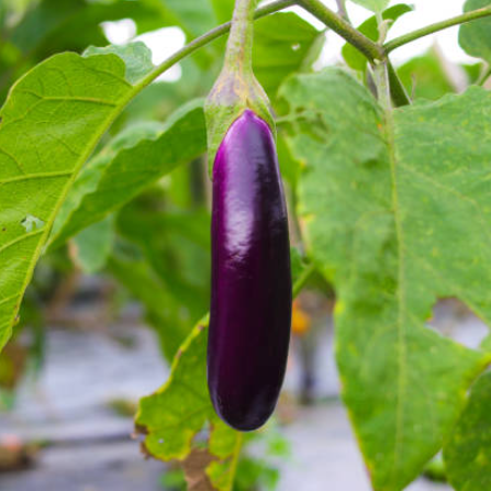 Purple Long Brinjal (Baigan ke beej) Vegetable Seeds Pack Of 50 | Organic | for Planting in Home Kitchen Terrace Balcony Gardening